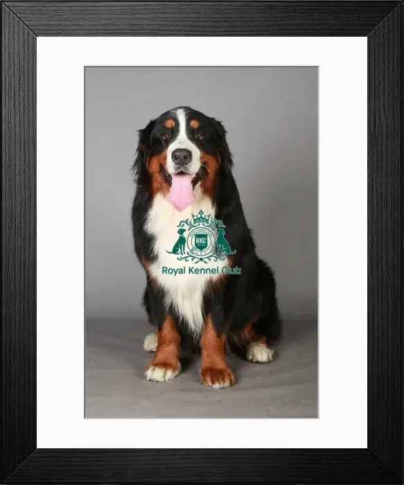 Framed Print : Bernese Mountain Dog, Crufts 2013, KCPL_Stock Framed Print : Bernese Mountain Dog, Crufts 2013, KCPL_Stock