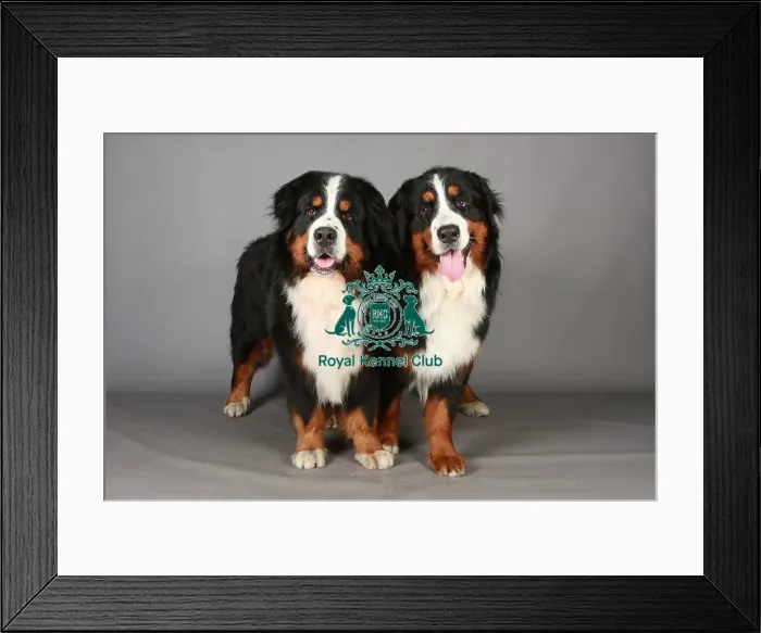 Framed Print : Bernese Mountain Dog, Crufts 2013, KCPL_Stock Framed Print : Bernese Mountain Dog, Crufts 2013, KCPL_Stock