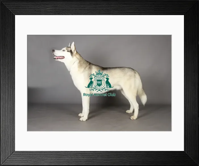 Framed Print : Crufts 2013, Siberian Husky, KCPL_Stock Framed Print : Crufts 2013, Siberian Husky, KCPL_Stock
