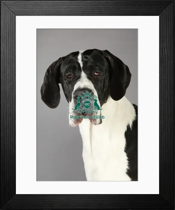 Framed Print : Crufts 2013, St Bernard, KCPL_Stock Framed Print : Crufts 2013, St Bernard, KCPL_Stock
