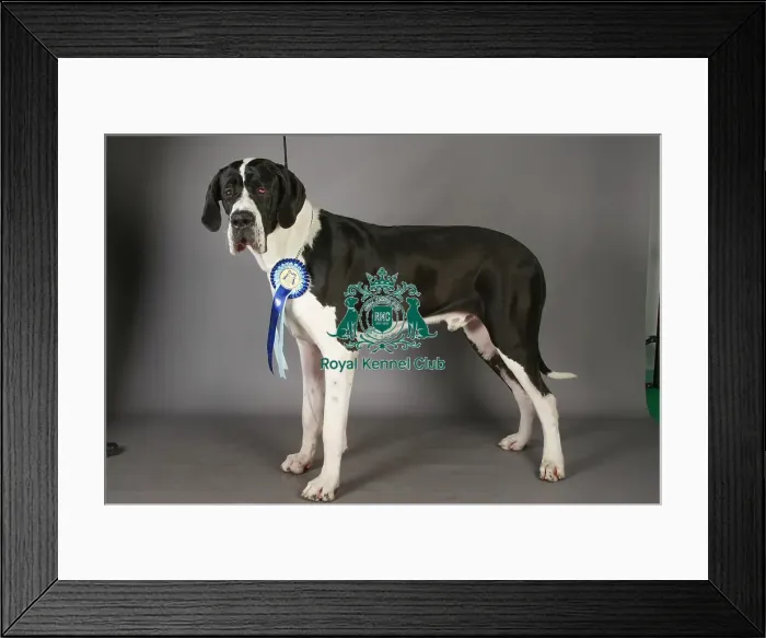 Framed Print : Crufts 2013, St Bernard, KCPL_Stock