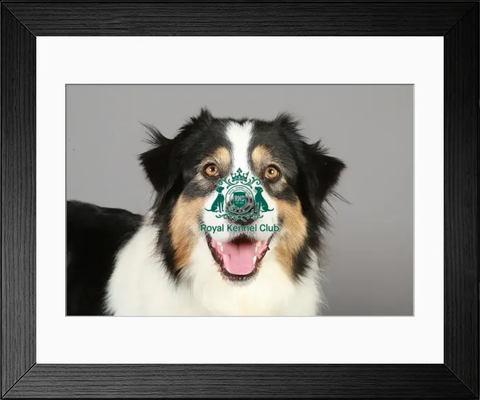 Framed Print : Crufts 2013, nick ridley, stock images, KCPL, KCPL_Stock, March 2013, Border Collie Framed Print : Crufts 2013, nick ridley, stock images, KCPL, KCPL_Stock, March 2013, Border Collie