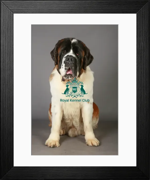 Framed Print : Crufts 2013, St Bernard, KCPL_Stock