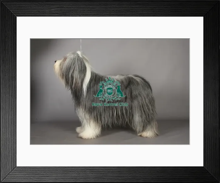 Framed Print : Bearded Collie, Crufts 2013, pastoral, portrait, nick ridley, KCPL, stock images Framed Print : Bearded Collie, Crufts 2013, pastoral, portrait, nick ridley, KCPL, stock images