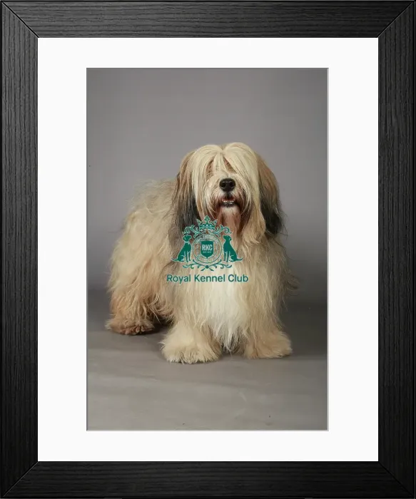 Framed Print : Crufts 2013, Tibetan Terrier, Utility Group, March 2013, nick ridley, stock images