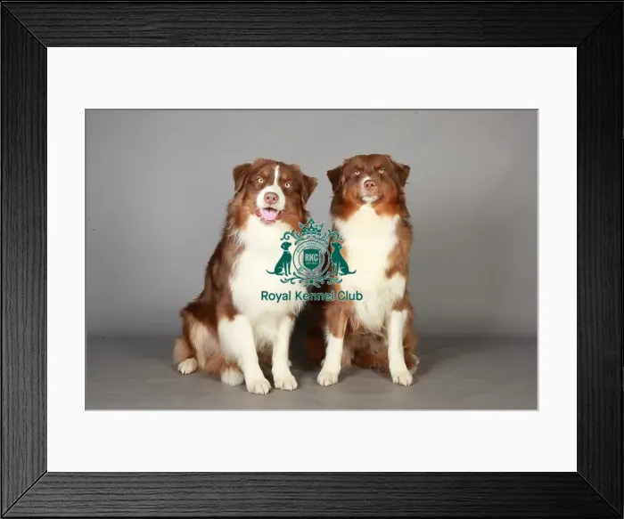 Framed Print : Australian Shepherd, Crufts 2013, KCPL_Stock Framed Print : Australian Shepherd, Crufts 2013, KCPL_Stock
