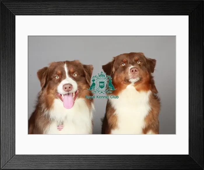 Framed Print : Australian Shepherd, Crufts 2013, KCPL_Stock Framed Print : Australian Shepherd, Crufts 2013, KCPL_Stock