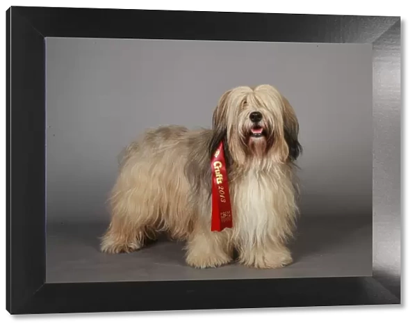 Crufts 2013, Tibetan Terrier, Fosse Data Systems Limited, ribbon, March 2013, Utility Group