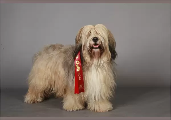Crufts 2013, Tibetan Terrier, Fosse Data Systems Limited, ribbon, March 2013, Utility Group