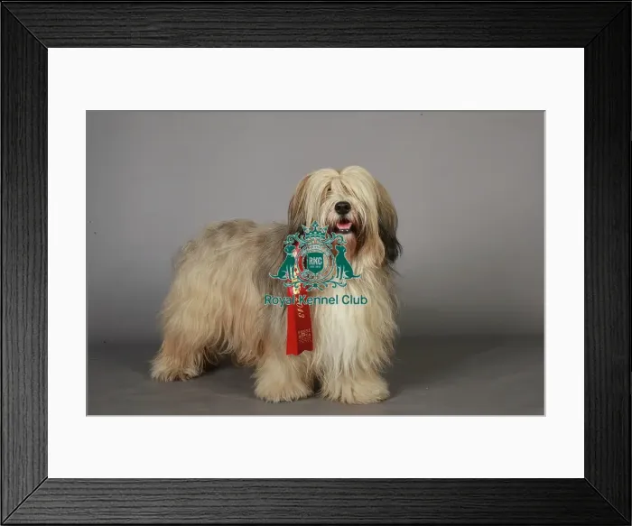 Framed Print : Crufts 2013, Tibetan Terrier, Fosse Data Systems Limited, ribbon, March 2013, Utility Group Framed Print : Crufts 2013, Tibetan Terrier, Fosse Data Systems Limited, ribbon, March 2013, Utility Group