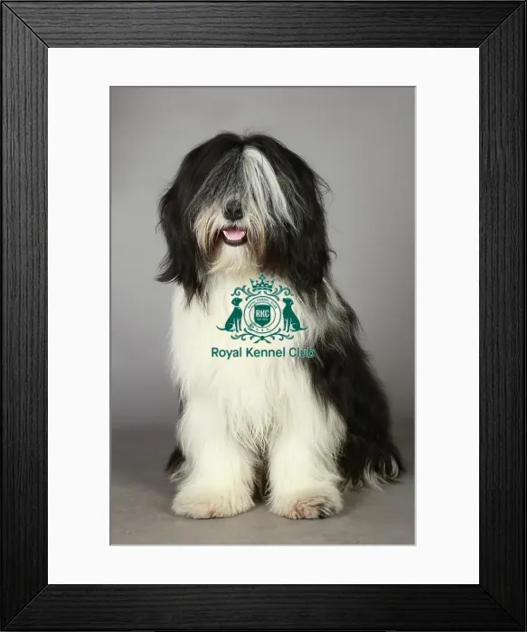 Framed Print : Crufts 2013, KCPL_Stock Framed Print : Crufts 2013, KCPL_Stock