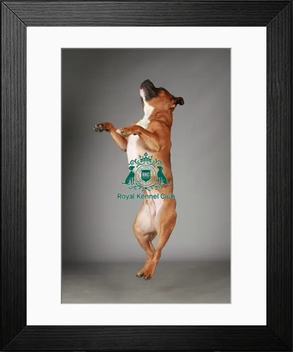 Framed Print : Crufts 2013, Staffordshire Bull Terrier, KCPL_Stock Framed Print : Crufts 2013, Staffordshire Bull Terrier, KCPL_Stock