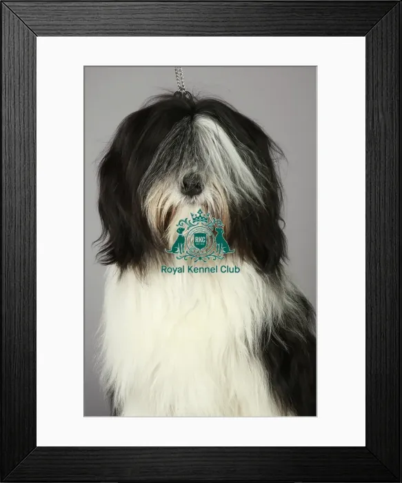 Framed Print : Crufts 2013, KCPL_Stock Framed Print : Crufts 2013, KCPL_Stock