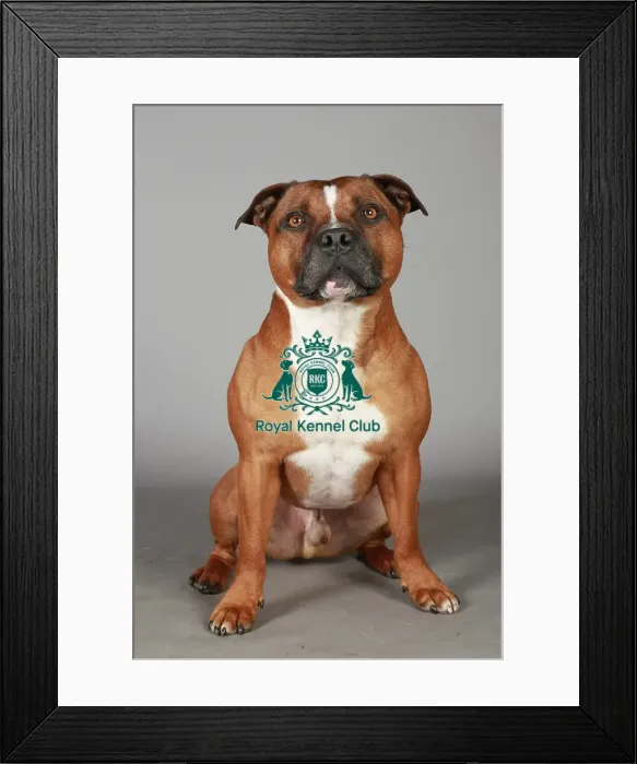 Framed Print : Crufts 2013, Staffordshire Bull Terrier, KCPL_Stock Framed Print : Crufts 2013, Staffordshire Bull Terrier, KCPL_Stock