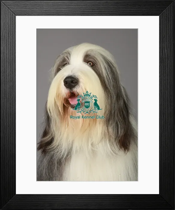 Framed Print : Bearded Collie, Crufts 2013, Tibetan Terrier, Utility Group, pastoral, portrait, nick ridley Framed Print : Bearded Collie, Crufts 2013, Tibetan Terrier, Utility Group, pastoral, portrait, nick ridley