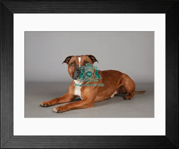 Framed Print : Crufts 2013, Staffordshire Bull Terrier, KCPL_Stock Framed Print : Crufts 2013, Staffordshire Bull Terrier, KCPL_Stock