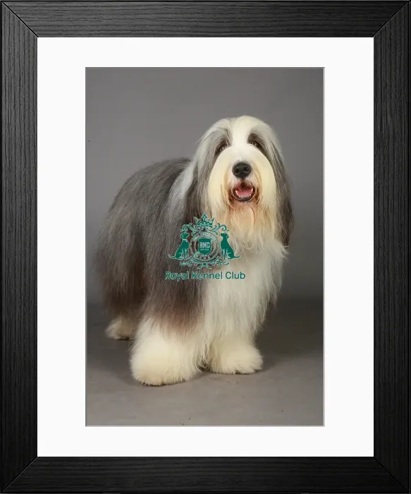 Framed Print : Bearded Collie, Crufts 2013, Tibetan Terrier, Utility Group, pastoral, portrait, nick ridley Framed Print : Bearded Collie, Crufts 2013, Tibetan Terrier, Utility Group, pastoral, portrait, nick ridley