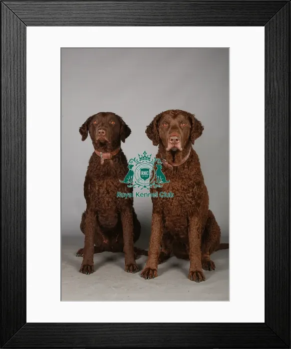 Framed Print : Crufts 2013, Curly coated retriever, gundog group, group portrait, March 2013, nick ridley Framed Print : Crufts 2013, Curly coated retriever, gundog group, group portrait, March 2013, nick ridley