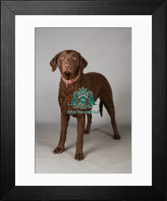 Framed Print : Crufts 2013, Curly coated retriever, gundog group, nick ridley, stock images, KCPL