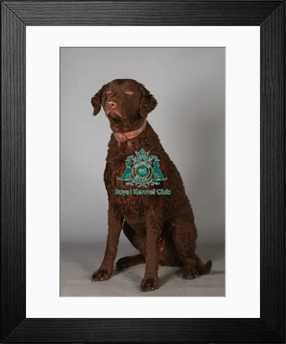 Framed Print : Crufts 2013, Curly coated retriever, gundog group, portrait, nick ridley, March 2013 Framed Print : Crufts 2013, Curly coated retriever, gundog group, portrait, nick ridley, March 2013