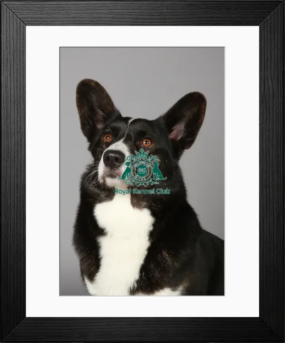 Framed Print : Crufts 2013, Welsh Corgi Pembroke, March 2013, nick ridley, KCPL, KCPL_Stock, pastoral