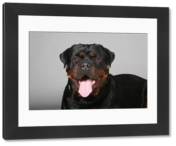 Crufts 2013, Rottweiler, working group, portrait, nick ridley, March 2013, stock images