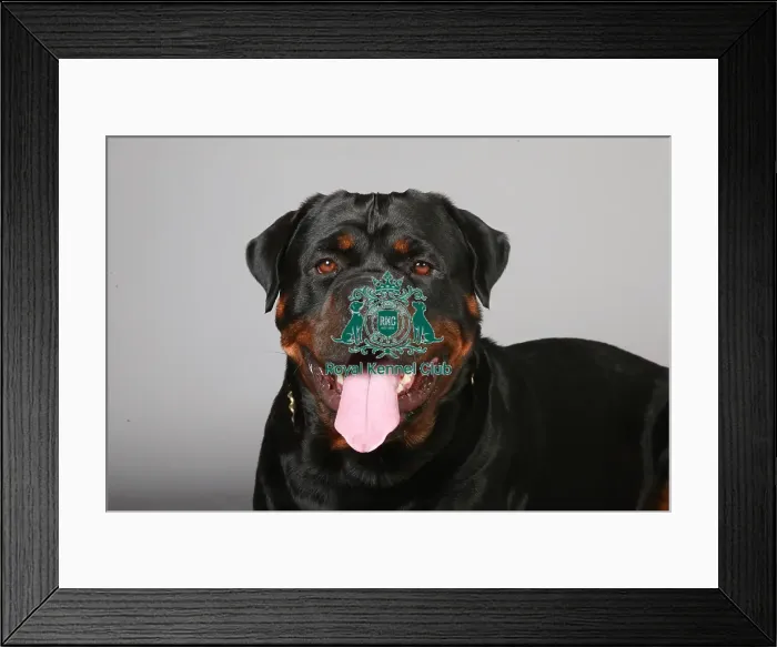 Framed Print : Crufts 2013, Rottweiler, working group, portrait, nick ridley, March 2013, stock images Framed Print : Crufts 2013, Rottweiler, working group, portrait, nick ridley, March 2013, stock images