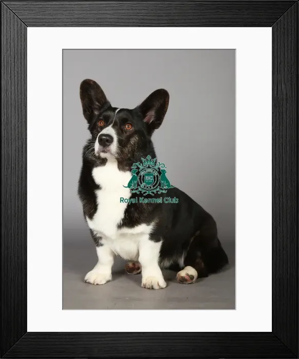 Framed Print : Crufts 2013, Welsh Corgi Pembroke, March 2013, pastoral, KCPL, KCPL_Stock, nick ridley Framed Print : Crufts 2013, Welsh Corgi Pembroke, March 2013, pastoral, KCPL, KCPL_Stock, nick ridley