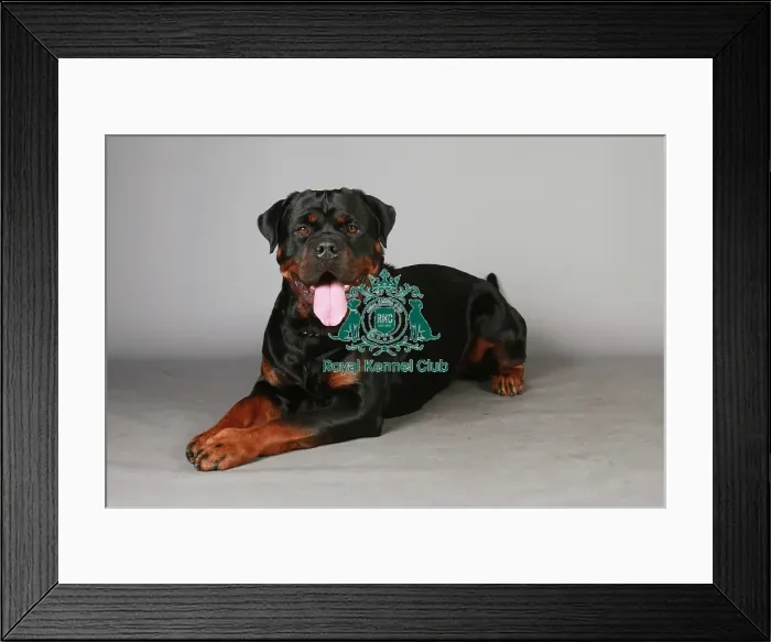 Framed Print : Crufts 2013, Rottweiler, working group, March 2013, portrait, nick ridley, stock images Framed Print : Crufts 2013, Rottweiler, working group, March 2013, portrait, nick ridley, stock images