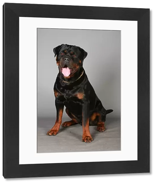 Crufts 2013, Rottweiler, working group, portrait, nick ridley, March 2013, stock images