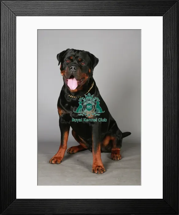 Framed Print : Crufts 2013, Rottweiler, working group, portrait, nick ridley, March 2013, stock images Framed Print : Crufts 2013, Rottweiler, working group, portrait, nick ridley, March 2013, stock images