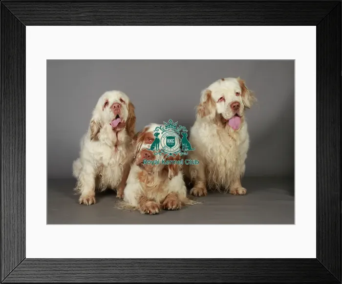 Framed Print : Crufts 2013, Spaniel (Clumber), gundog, March 2013, nick ridley, KCPL, KCPL_Stock Framed Print : Crufts 2013, Spaniel (Clumber), gundog, March 2013, nick ridley, KCPL, KCPL_Stock