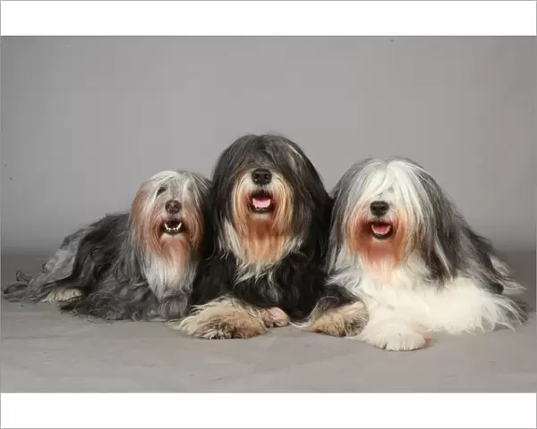Crufts 2013, Polish Lowland Sheepdog, group portrait, Posed, nick ridley, KCPL, stock images