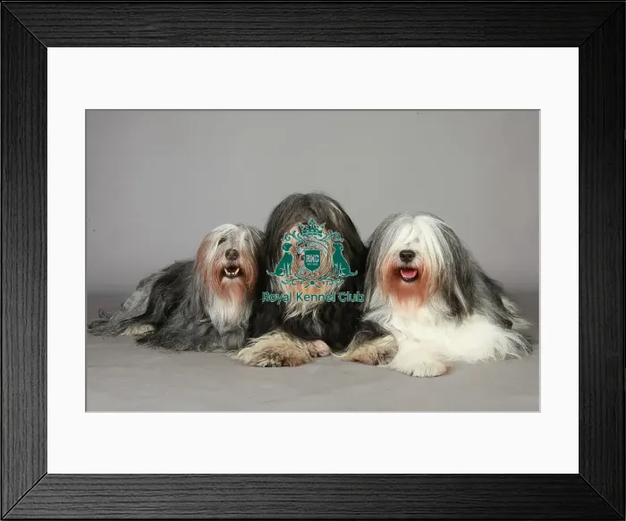 Framed Print : Crufts 2013, Polish Lowland Sheepdog, group portrait, Posed, nick ridley, KCPL, stock images Framed Print : Crufts 2013, Polish Lowland Sheepdog, group portrait, Posed, nick ridley, KCPL, stock images