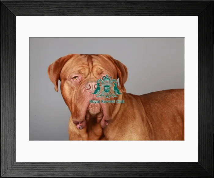 Framed Print : Crufts 2013, Dogue de Bordeaux, March 2013, nick ridley, KCPL, KCPL_Stock, portrait Framed Print : Crufts 2013, Dogue de Bordeaux, March 2013, nick ridley, KCPL, KCPL_Stock, portrait