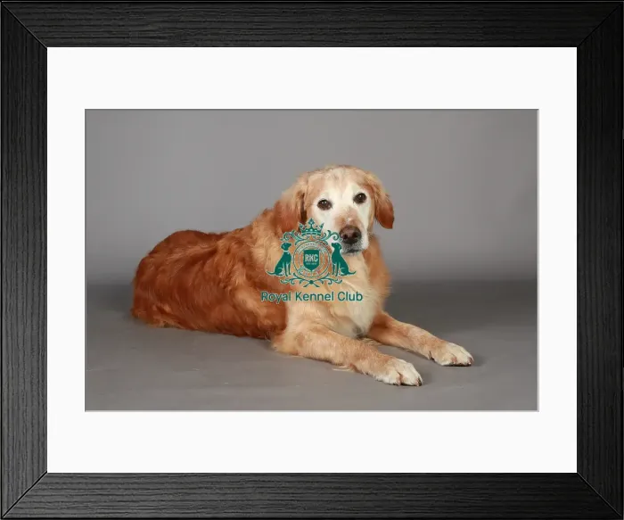 Framed Print : Crufts 2013, Golden Retriever, KCPL_Stock Framed Print : Crufts 2013, Golden Retriever, KCPL_Stock