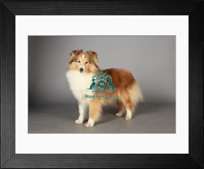 Framed Print : Crufts 2013, Shetland Sheepdog, KCPL_Stock Framed Print : Crufts 2013, Shetland Sheepdog, KCPL_Stock