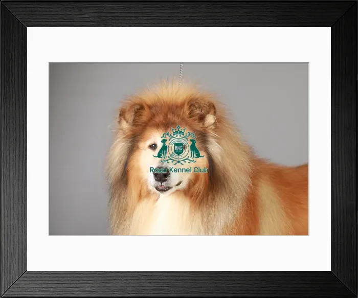 Framed Print : Collie Rough, Crufts 2013, KCPL_Stock Framed Print : Collie Rough, Crufts 2013, KCPL_Stock