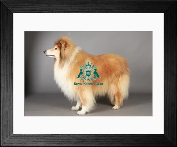 Framed Print : Collie Rough, Crufts 2013, KCPL_Stock