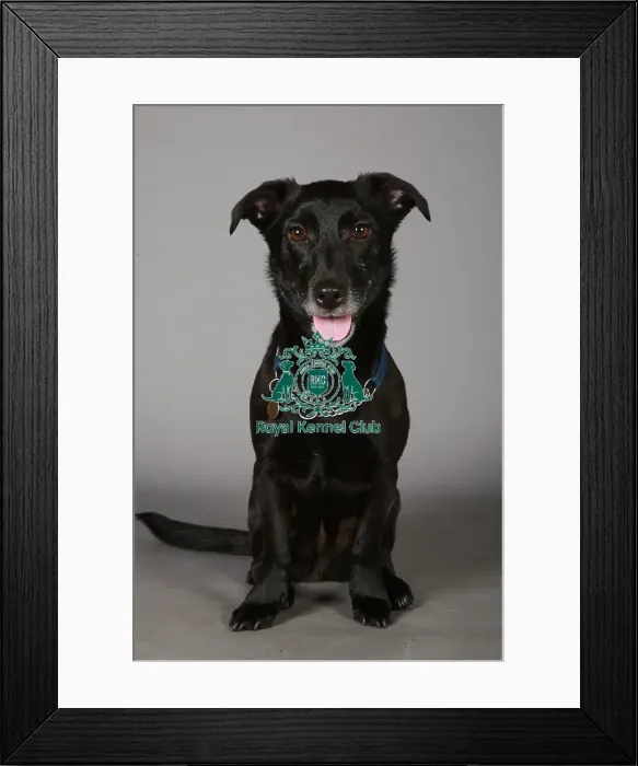 Framed Print : Crossbreed, Crufts 2013, KCPL_Stock