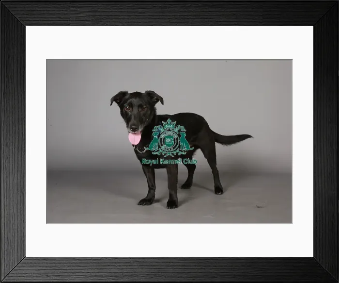 Framed Print : Crossbreed, Crufts 2013, KCPL_Stock Framed Print : Crossbreed, Crufts 2013, KCPL_Stock