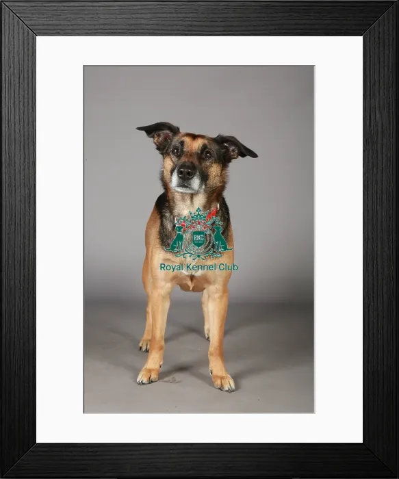 Framed Print : Crossbreed, Crufts 2013, KCPL_Stock Framed Print : Crossbreed, Crufts 2013, KCPL_Stock