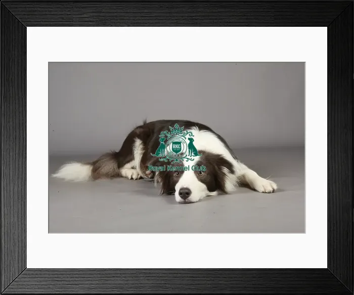 Framed Print : Crufts 2013, nick ridley, stock images, KCPL, KCPL_Stock, March 2013, Border Collie Framed Print : Crufts 2013, nick ridley, stock images, KCPL, KCPL_Stock, March 2013, Border Collie