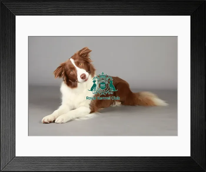 Framed Print : Crufts 2013, nick ridley, stock images, KCPL, KCPL_Stock, March 2013, Border Collie Framed Print : Crufts 2013, nick ridley, stock images, KCPL, KCPL_Stock, March 2013, Border Collie