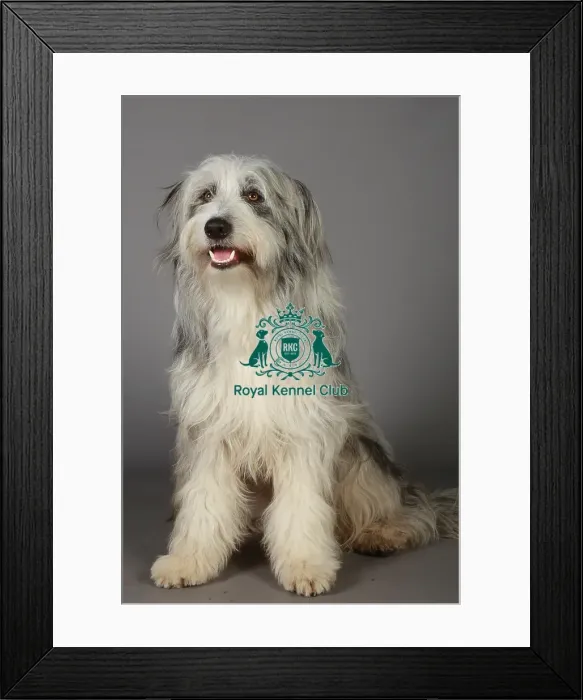 Framed Print : Bearded Collie, Crufts 2013, KCPL_Stock
