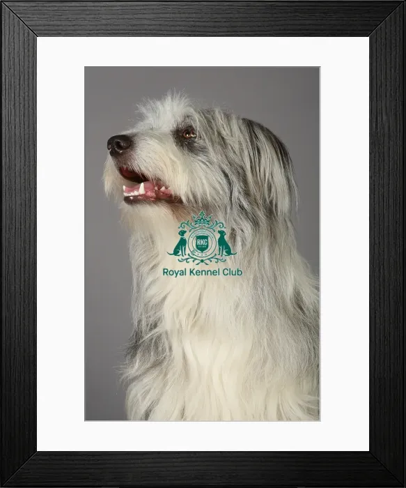 Framed Print : Bearded Collie, Crufts 2013, KCPL_Stock Framed Print : Bearded Collie, Crufts 2013, KCPL_Stock