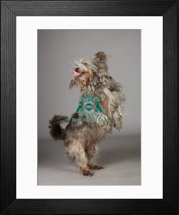 Framed Print : Crossbreed, Crufts 2013, KCPL_Stock Framed Print : Crossbreed, Crufts 2013, KCPL_Stock