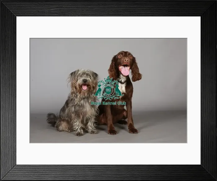 Framed Print : Crossbreed, Crufts 2013, Spaniel (English Cocker), KCPL_Stock Framed Print : Crossbreed, Crufts 2013, Spaniel (English Cocker), KCPL_Stock