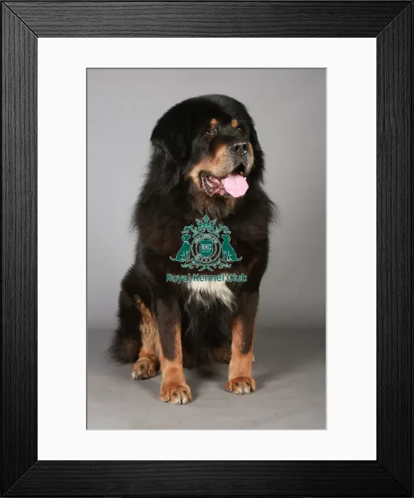Framed Print : Crufts 2013, Tibetan Mastiff, KCPL_Stock Framed Print : Crufts 2013, Tibetan Mastiff, KCPL_Stock