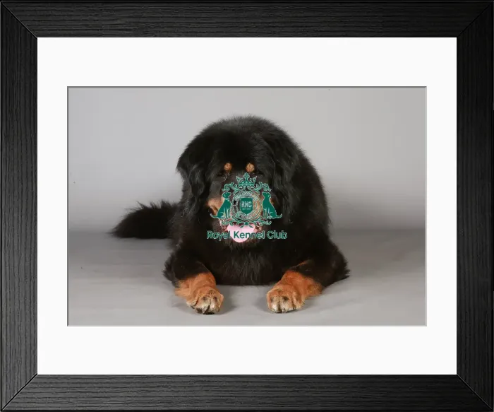 Framed Print : Crufts 2013, Tibetan Mastiff, KCPL_Stock Framed Print : Crufts 2013, Tibetan Mastiff, KCPL_Stock